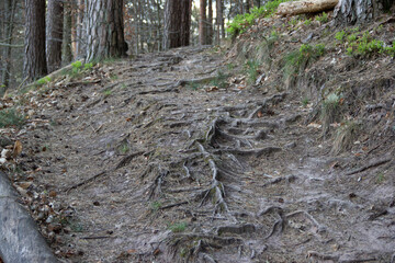 Forest trail covered with exposed tree roots, winding through a dense woodland, natural and rustic...