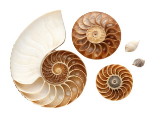 Deep sea mollusks png ocean shell animals png deep water mollusk illustration png marine invertebrate png underwater shellfish png aquatic species image png transparent background image