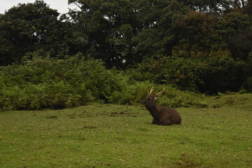 A Sambar Deer in the Horton Plains National Park, Sri Lanka.