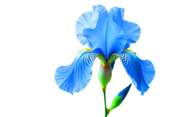 Blue iris flower in full bloom isolated on white background PNG, natural look