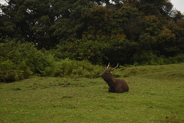 A Sambar Deer in the Horton Plains National Park, Sri Lanka.