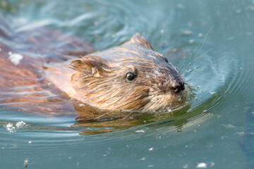 otter in a pond