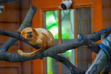 Golden Lion Tamarin