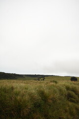 Horton Plains National Park, Sri Lanka.