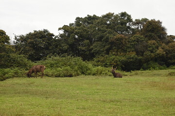 Sambar Deers in the Horton Plains National Park, Sri Lanka.