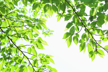 初夏の日差しに輝く新緑の桜の葉　白背景