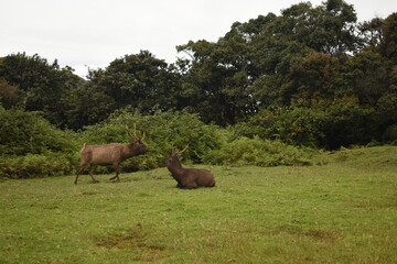 Sambar Deers in the Horton Plains National Park, Sri Lanka.