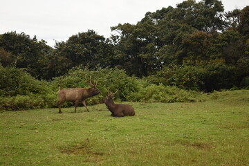 Sambar Deers in the Horton Plains National Park, Sri Lanka.