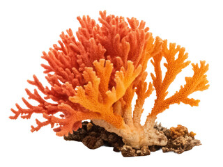 Fire coral png marine coral png toxic coral png reef coral png underwater coral png sea life png transparent background image