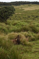 A Sambar Deer in the Horton Plains National Park, Sri Lanka.