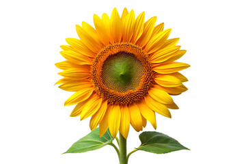 Obraz premium sunflower isolated on white background