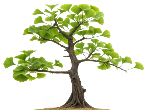 Ginkgo tree png ginkgo biloba png ancient tree png medicinal plant png fan shaped leaf tree png landscape tree png transparent background image