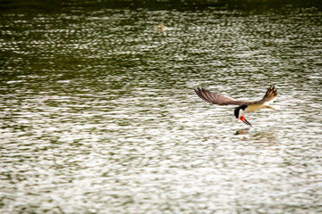 black skimmer skimming