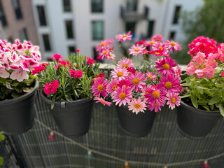 View of the beautiful urban balcony garden with assorted blooming flowers in flower pots, pink carnations, pelargonium grandiflorum,  marguerites and pink snapdragons close up
