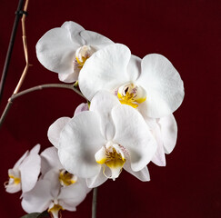 white orchid on red background