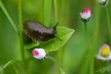Slug on a flower