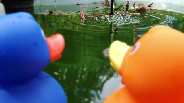 Zwei Gummienten am Gartenteich, Gummientenpaar &ndash; idyllische und romantische Teichszenerie f&uuml;r kreative Garten- und Naturprojekte, spielerische Deko, blaue Ente, gelbe Ente, Liebe, P&auml;rchen, Romantik
