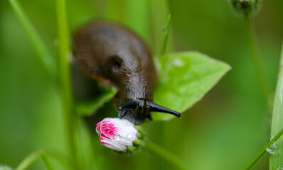 Slug on a flower