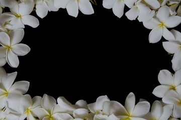 Elegant border of fresh white tropical plumeria flowers isolated on a solid black background. Natural floral frame design template for invitations, greetings, or memorial concepts with copy space
