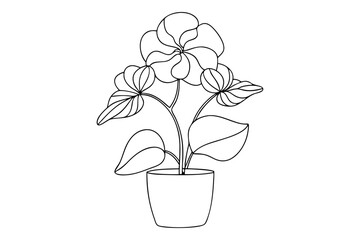 Line Art of Begonia Plant Illustration