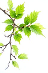 A branch with leaves isolated on a white background, tree details, leafy greens, forest elements