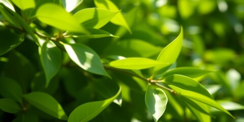 Obraz premium A close up shot showcasing vibrant green leaves illuminated by sunlight in a natural setting