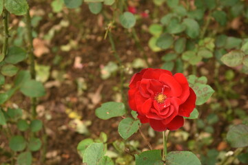Garden Rose Flower in Hakgala Botanical Garden, Hakgala, Nuwara Eliya, Sri Lanka.