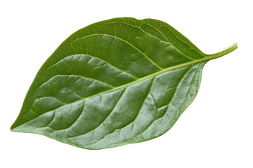 Obraz premium Veined Vivid Leaf A vibrant green specimen against stark black