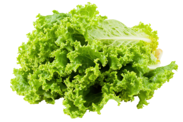 Verdant lettuce cascade on black textured frills dance in the spotlight