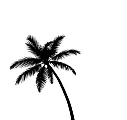 Tropical Palm Silhouette: A solitary palm tree stands against a serene background, the perfect symbol of tropical beauty and summer bliss.
