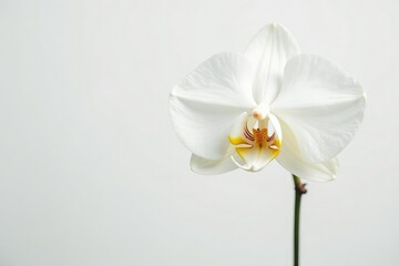 Fototapeta premium Delicate white orchid blossom against pure white backdrop, design, petal