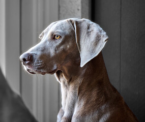 Fototapeta premium portrait of a weimaraner