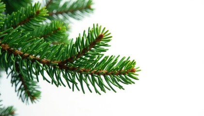 Isolated branches of fir tree on white background, texture, isolation