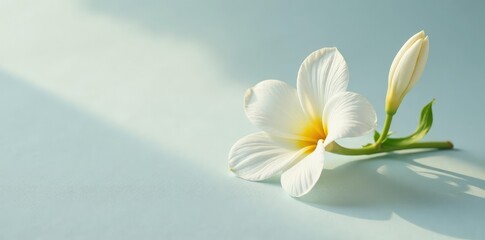 Fototapeta premium Single white flower with soft delicate texture on a clean sheet, flowers, nature