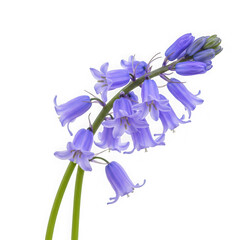 Bluebell flower close up image on transparent background
