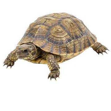 Brown tortoise full body view on transparent background