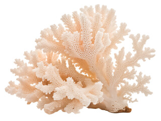 lace coral png coral reef png underwater coral png marine coral png colorful coral png transparent background image