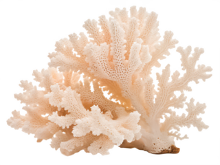 lace coral png coral reef png underwater coral png marine coral png colorful coral png transparent background image