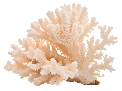 lace coral png coral reef png underwater coral png marine coral png colorful coral png transparent background image