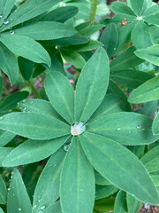 Close-up of a lupine leaf with water droplets, vertical.