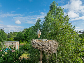 stork with chicks in nest