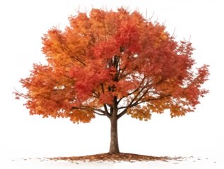 liquidambar tree png sweetgum tree png liquidambar leaf png autumn tree png deciduous tree png transparent background image