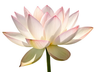 lotus png lotus flower png water lily png sacred lotus png pink lotus png transparent background image