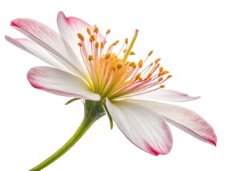 Fototapeta premium macro lens png camera macro lens png photography lens png close-up lens png camera accessory png transparent background image