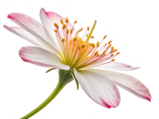 macro lens png camera macro lens png photography lens png close-up lens png camera accessory png transparent background image
