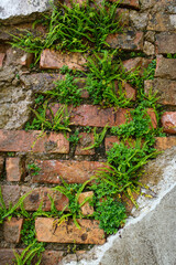 Ferns and moss grow in the crevices of an old brick and stone wall creating a green tapestry
