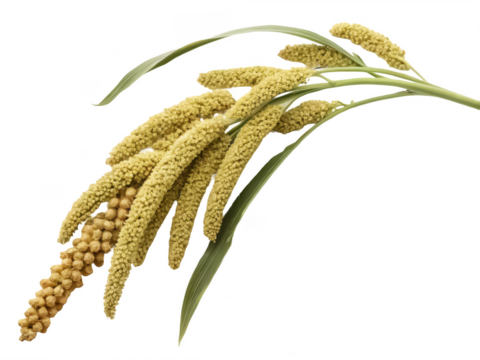 millet spray png millet plant spray png millet grains png millet stalk png cereal plant png transparent background image