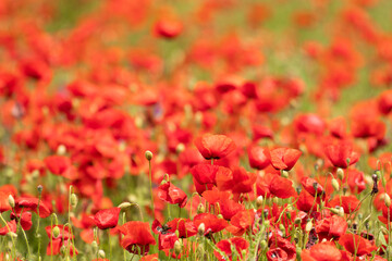 A field of spring wildflowers