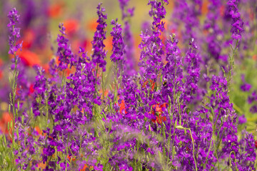 Fototapeta premium A field of spring wildflowers