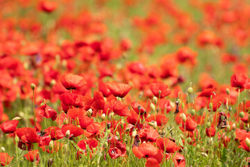 A field of spring wildflowers